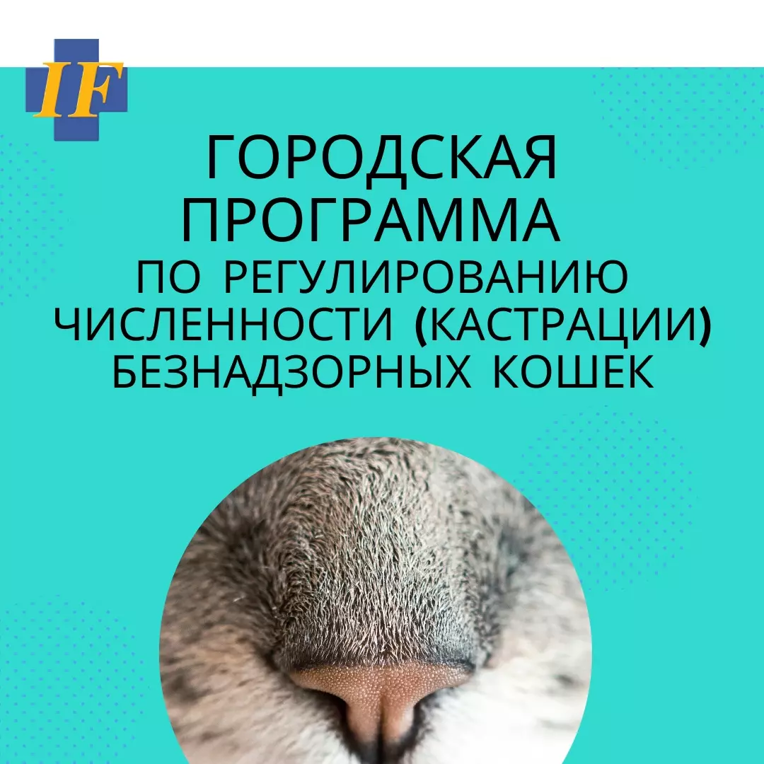 Запускается проект по регулированию численности (кастрации) кошек