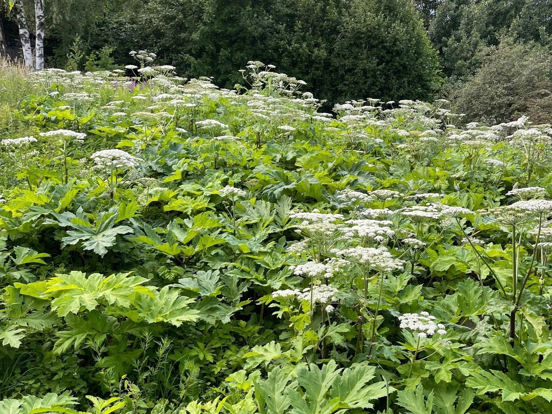 Борщевик Сосновского будут выявлять при помощи искусственного интеллекта