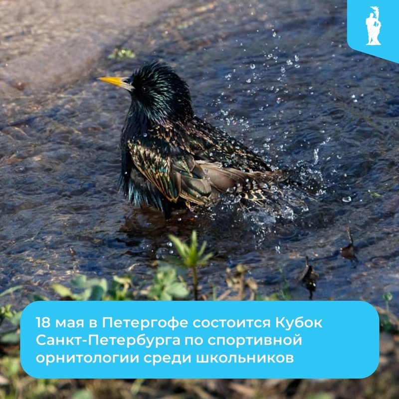 Орнитологические соревнования в Петергофе для школьников