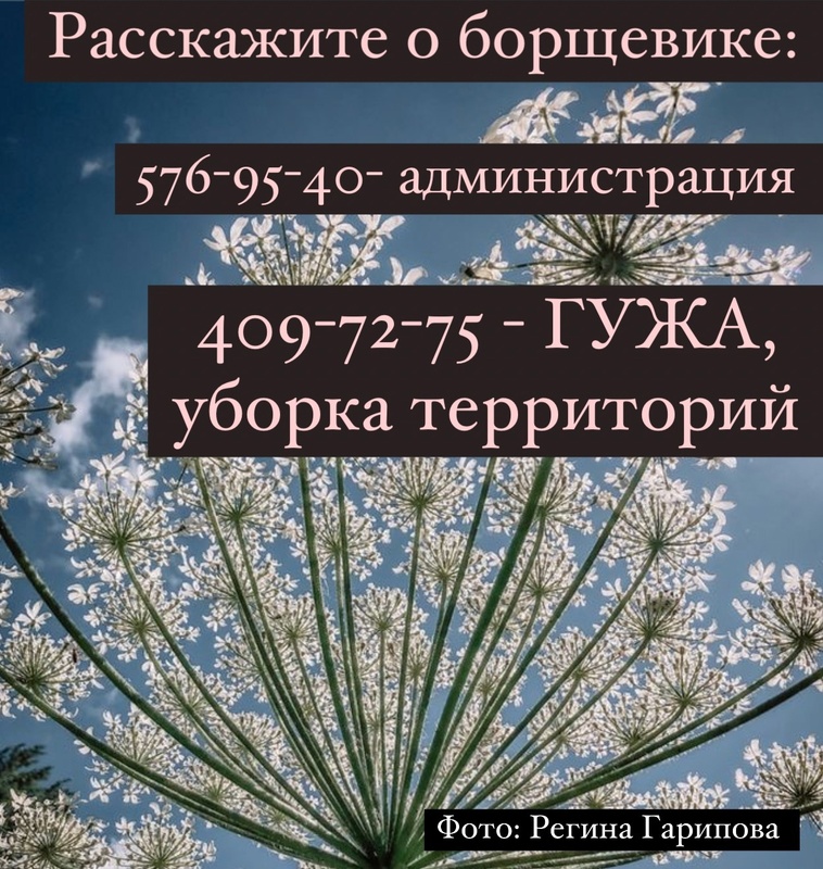 Расскажите о борщевике