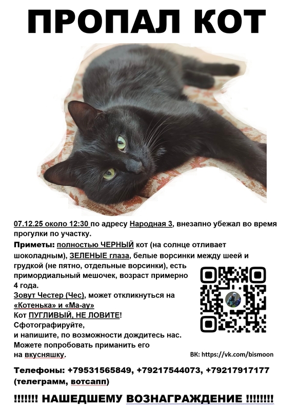 Потеряшки в Стрельне: пропал кот