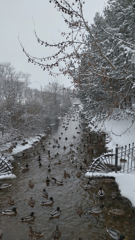 Посчитаем зимующих уток и поможем орнитологам