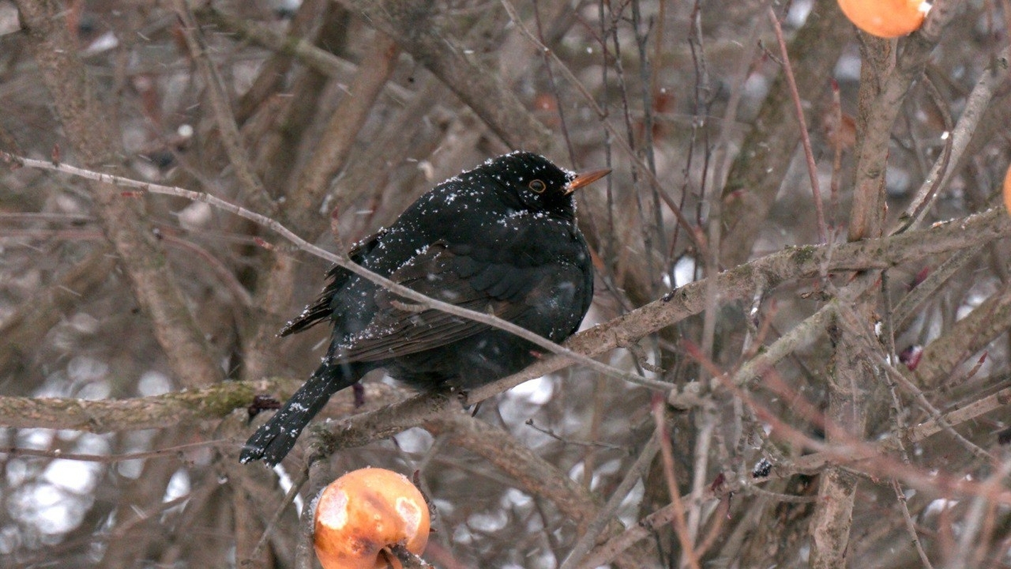 Народная журналистика: дрозды прилетели
