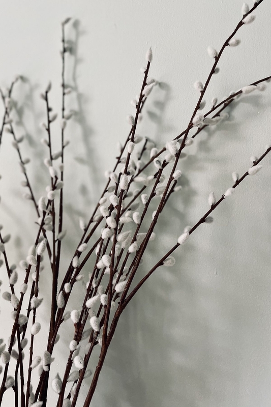 В Стрельне освятят вербы