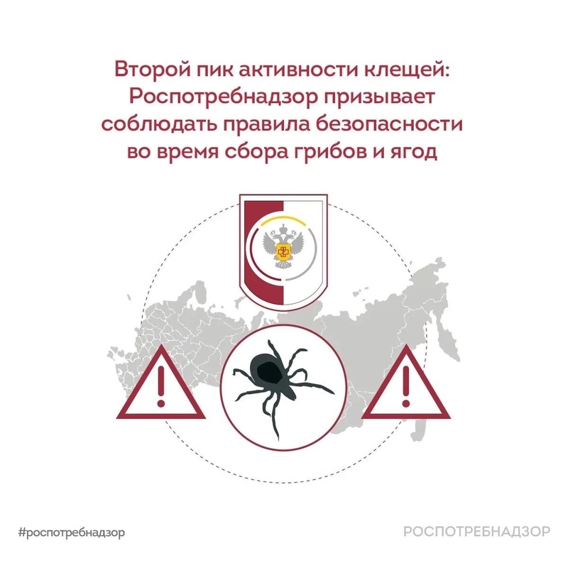 Второй пик активности клещей: будьте осторожны в лесу
