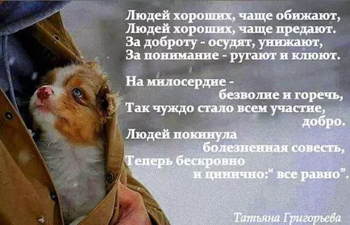 Концепция обращения с животными в Санкт-Петербурге