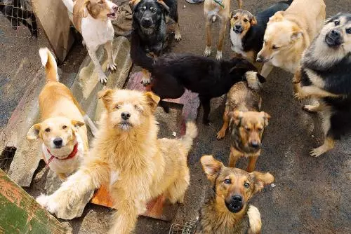 Обсуждаем проект Декларации обращения с животными в Санкт-Петербурге