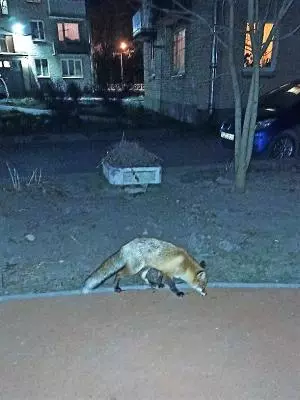 Если увидели лису