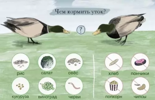 Не кормите уток хлебом