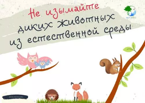 Не изымайте диких животных из естественной среды