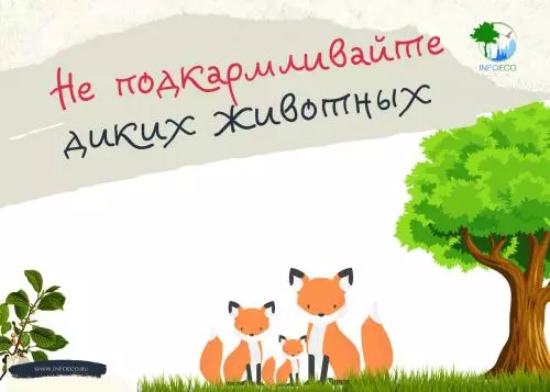 Охота на лис. Часть 3