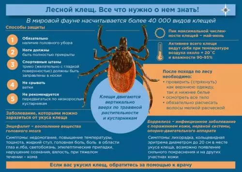 Как защитить себя от клещей во время тихой охоты