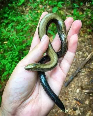 ОСТОРОЖНО, ЗМЕЯ!