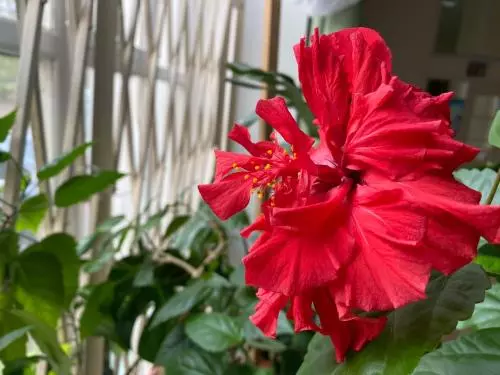 Гибискус – цветок прекрасных женщин