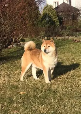 Пропала собака по кличке Ёшка