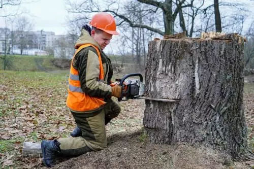 Снос деревьев на Портовой продолжается