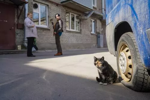 Кошка Пеструня. Проблемы стерилизации бездомных кошек