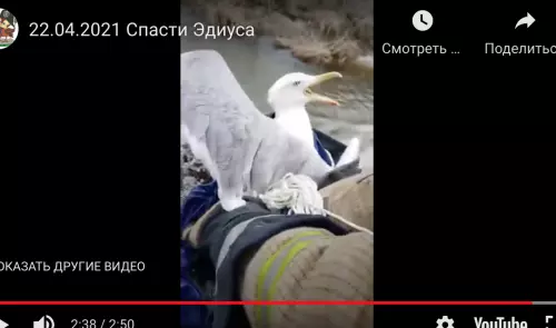 Спасти Эдиуса