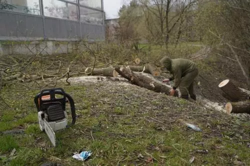 Спил аварийного дерева в овраге