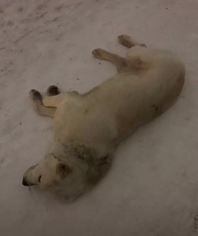 Потеряшки в Стрельне: алабай на шоссе