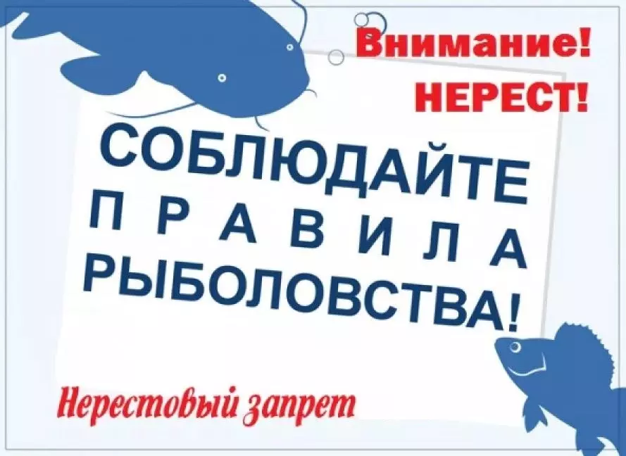 О последствиях нарушения правил рыболовства сообщили в природоохранной прокуратуре Санкт-Петербурга — депутат Руслан Ермоленко