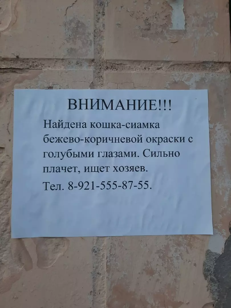 В Стрельне найдена сиамская кошка