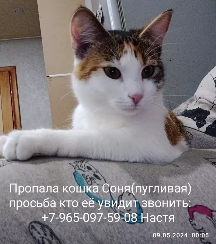 Потеряшки в Стрельне