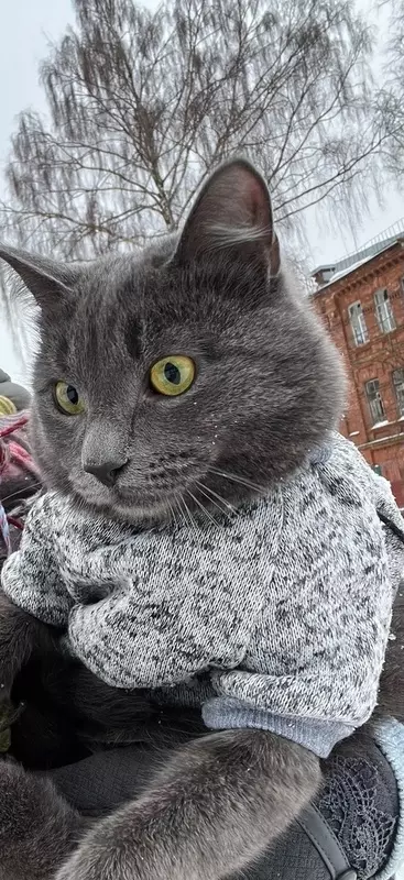 Звери Стрельны - котопес Мирон