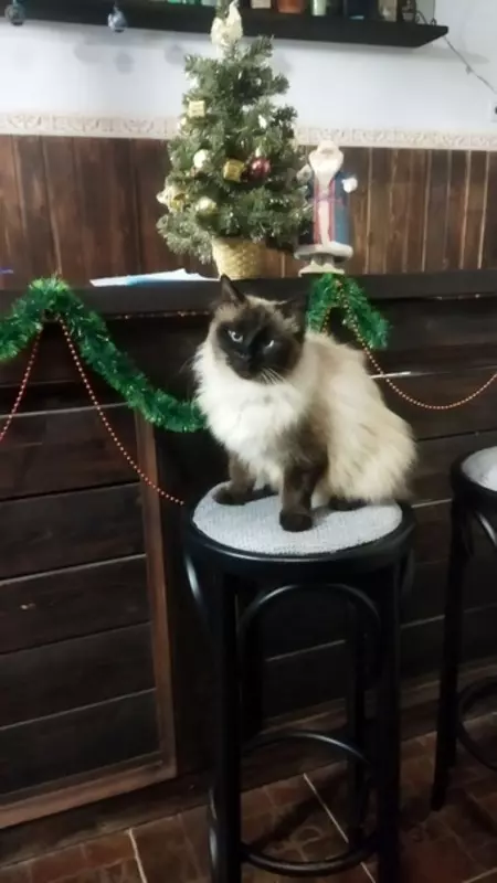 Потеряшки в Стрельне: кошки