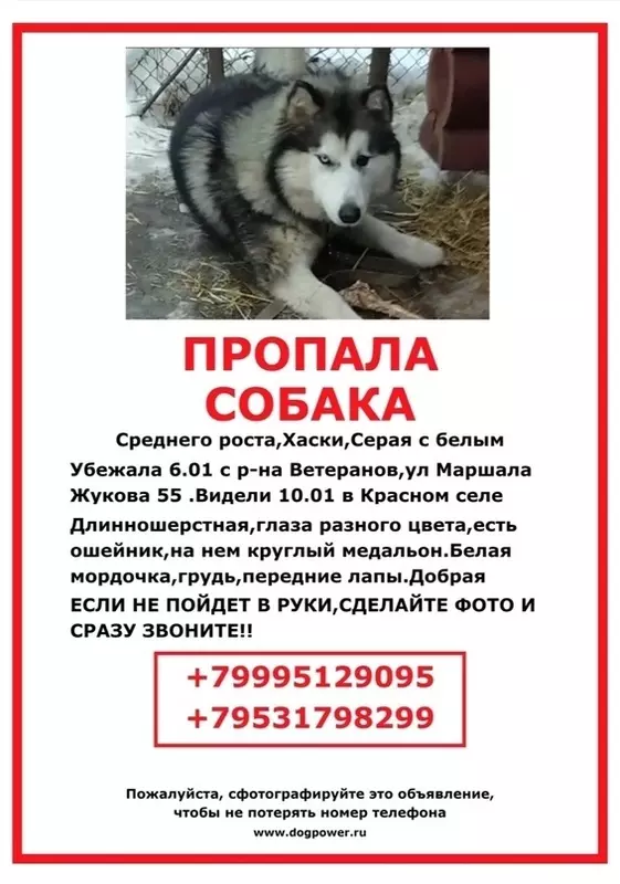 Потеряшки в Стрельне: хозяйка ищет хаски
