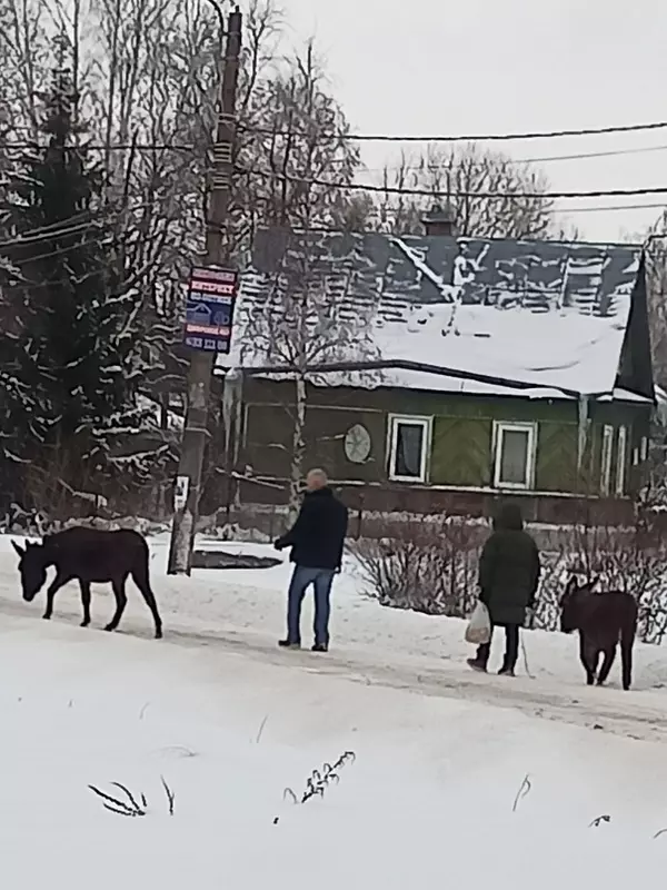 Народная журналистика: ослы в Стрельне