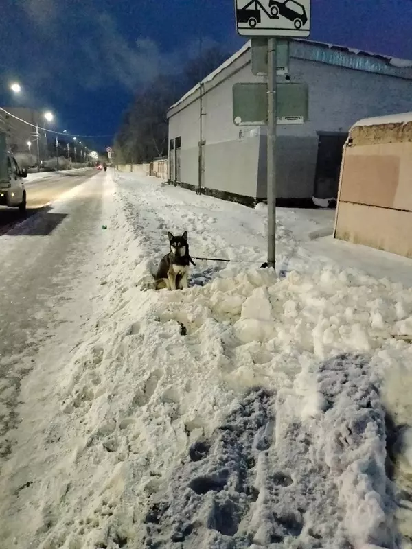 Потеряшки в Стрельне: собака ждёт хозяина