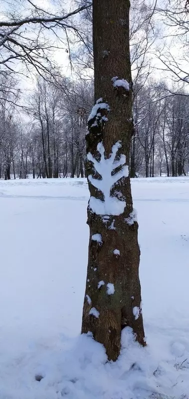Народная журналистика: зимняя сказка в Стрельне
