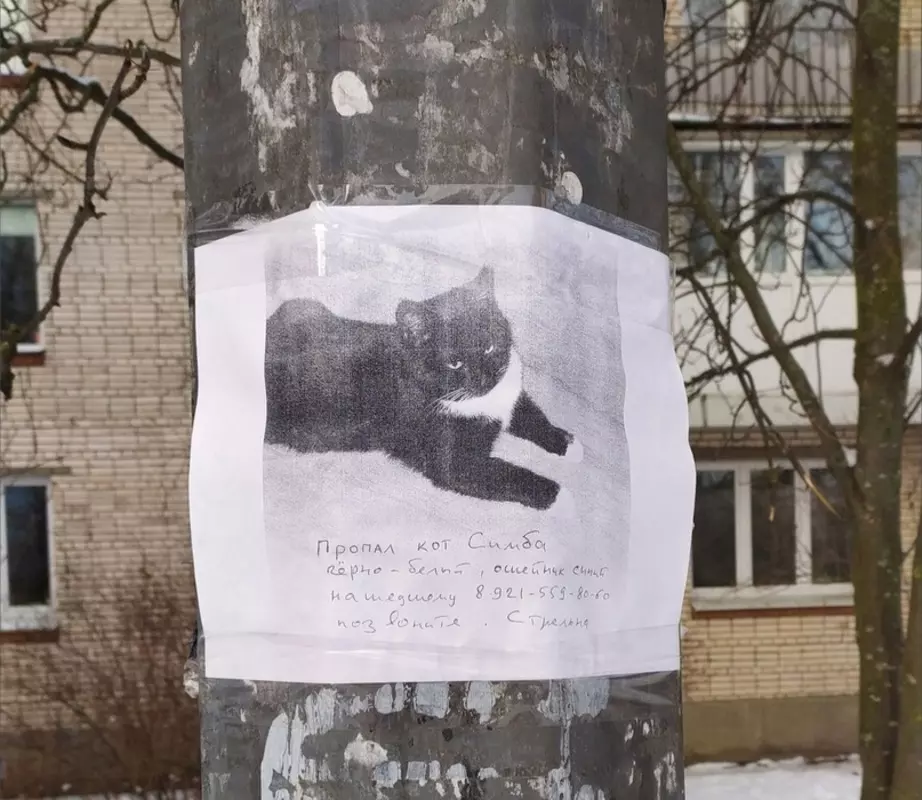 Потеряшки в Стрельне: пропал кот Симба