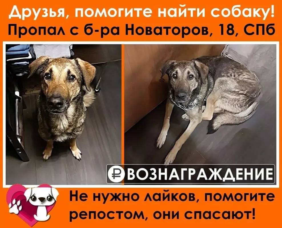 Потеряшки в Стрельне: стрельнинцев просят помочь найти Теддика
