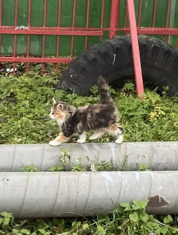 СПБ ГКУ «ПСО Петродворцового района» отдаст котят в добрые руки