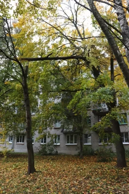 Упавшее дерево на Санкт-Петербургском шоссе убрано