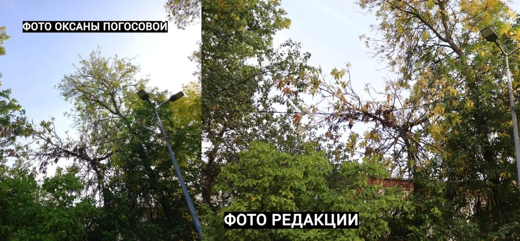 Ветка упала на провода наружного освещения в Стрельне: что делать? стрельнинцам отвечает депутат Руслан Ермоленко