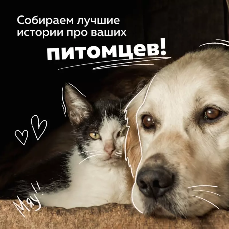 Домашние питомцы Стрельны могут попасть в историю города — депутат Лаура Макеева