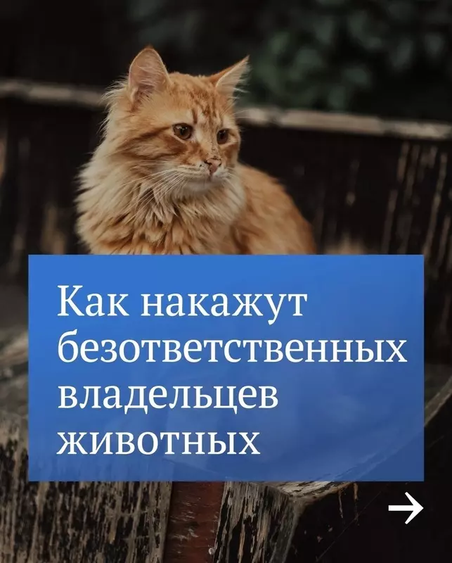 Об ответственности для безответственных владельцев животных рассказал депутат МО пос. Стрельна и юрист Руслан Ермоленко