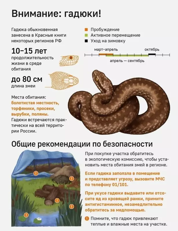 О необходимости соблюдать осторожность в период сезона активности гадюк напоминает депутат МО пос. Стрельна Лаура Макеева