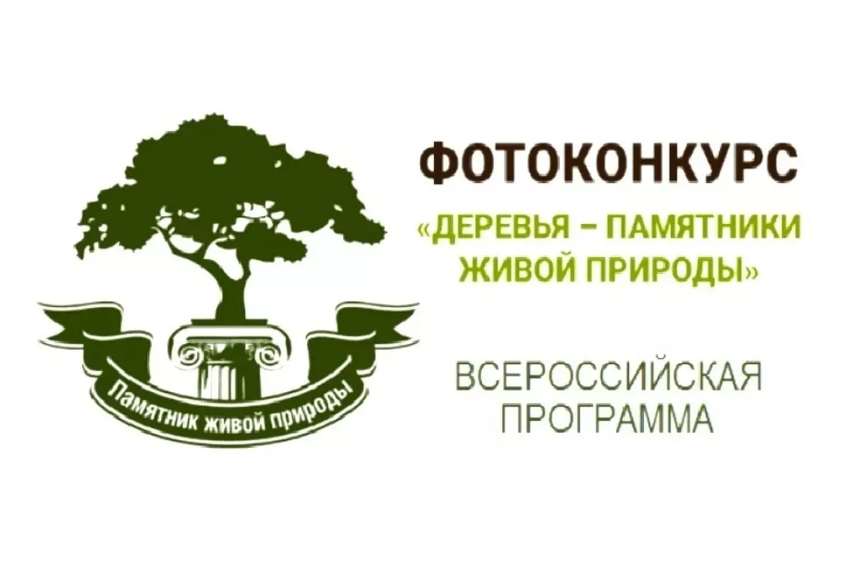 В фотоконкурсе «Деревья – памятники живой природы» стрельнинцам предлагает поучаствовать депутат Лаура Макеева