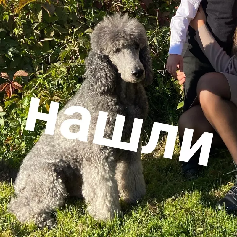 В Стрельне потерялся пудель