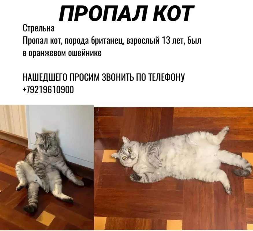 Потеряшки в Стрельне